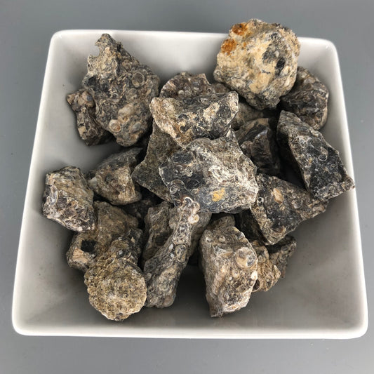 Turritella Agate Raw